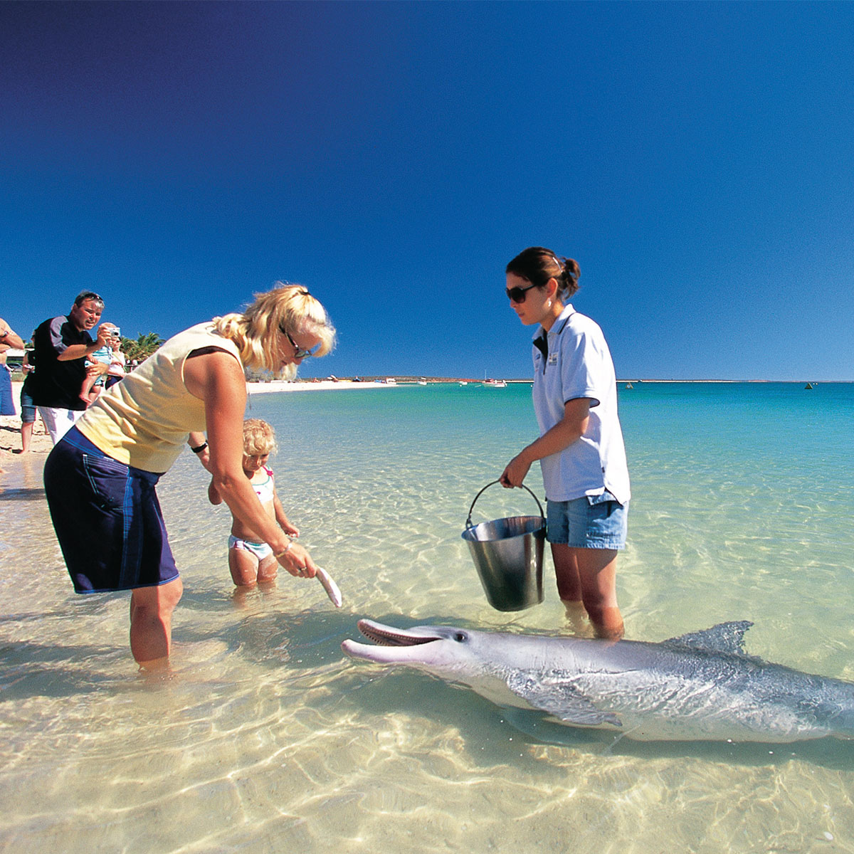 InspireWA meet the dolphins